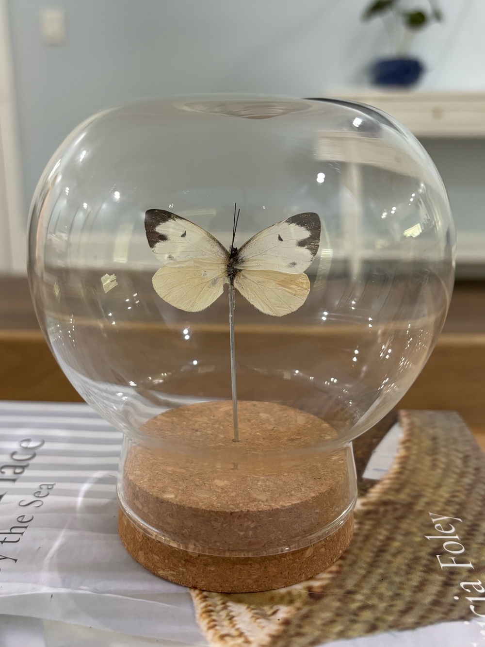 Vintage preserved butterfly in glass dome